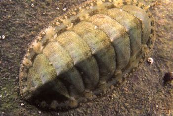 Chiton (Lepidochitona cinerea), shot in Baleal, Portugal,... by Joao Pedro Tojal Loia Soares Silva 